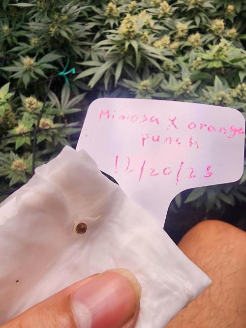 Mimosa x Orange Punch. Week 0