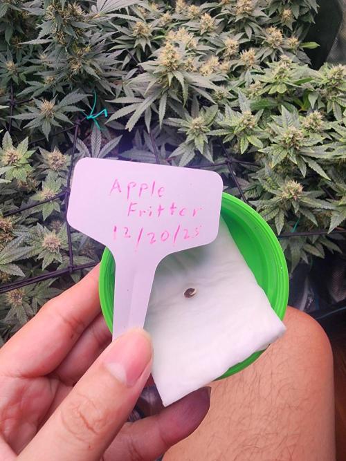 Apple Fritter. Week 0