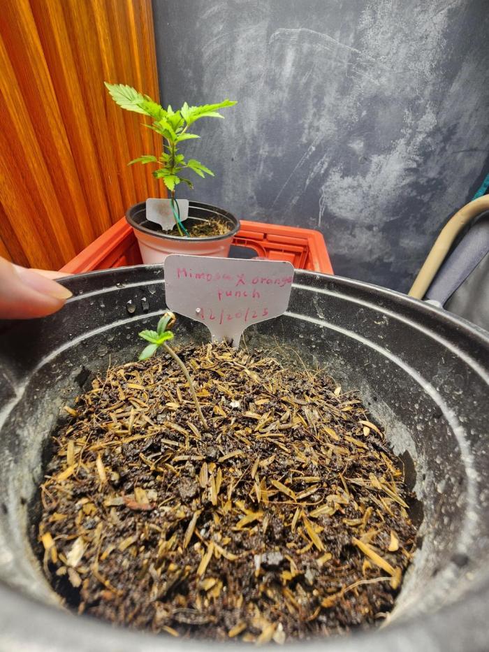 Mimosa x Orange Punch. Week 1