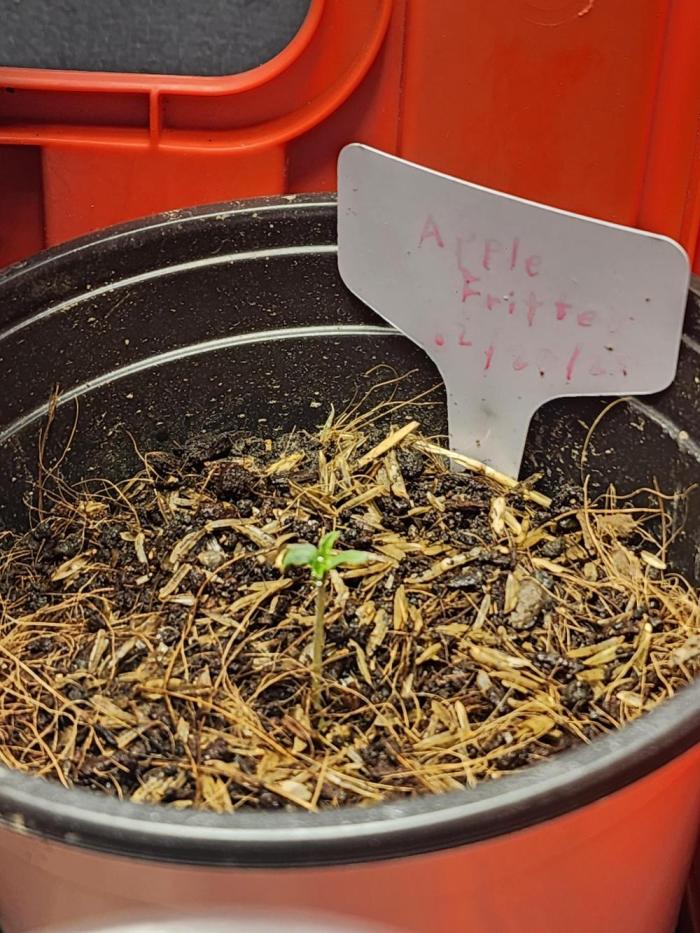 Apple Fritter. Week 1 - .