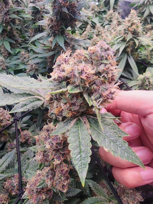 Purple Afghan. Week 8