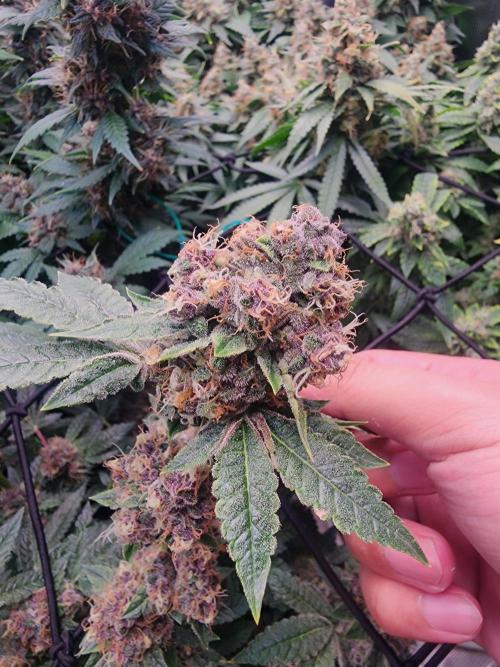 Purple Afghan. Week 8