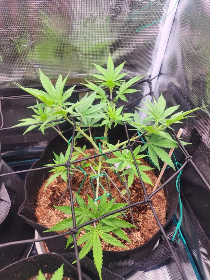 Runtz. Week 5 - 5 weeks