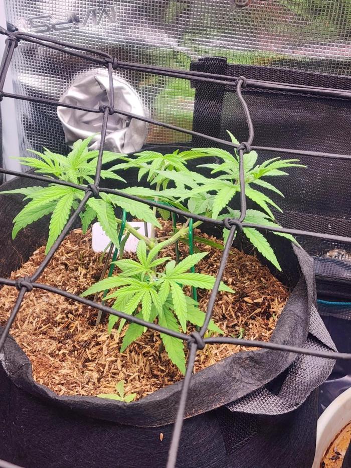 Apple Fritter. Week 5 - 5 weeks