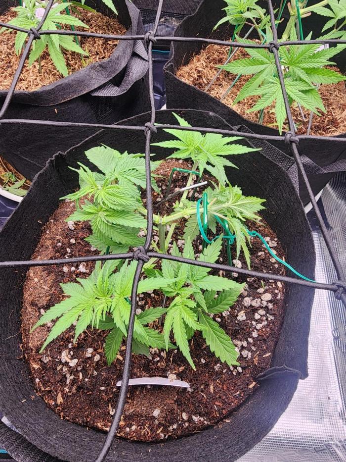 Mimosa x Orange Punch. Week 5 - 5 weeks