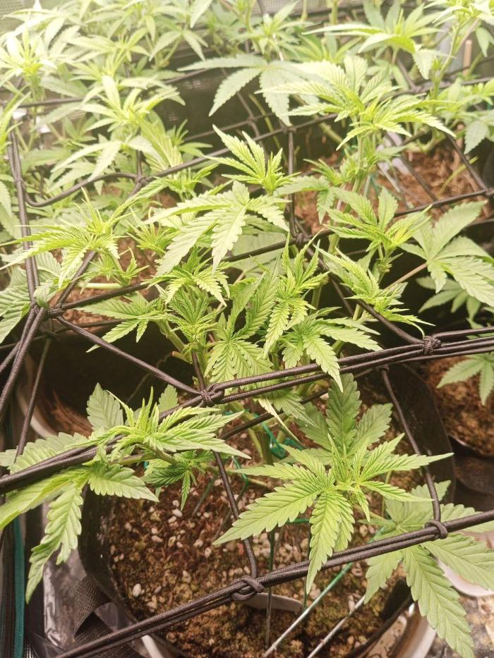 Mimosa x Orange Punch. Week 8