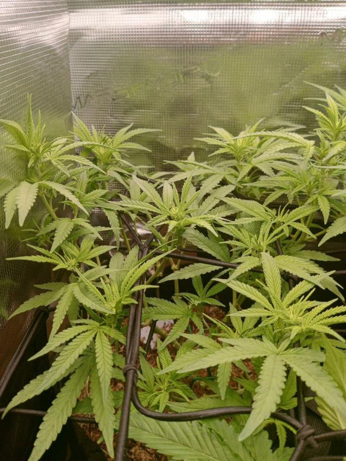 Apple Fritter. Week 8