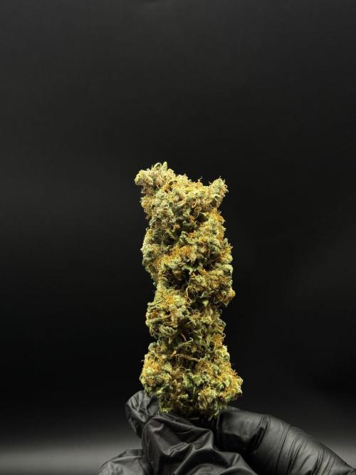 CONGO. Week 9