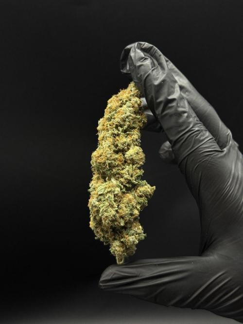 CONGO. Week 9