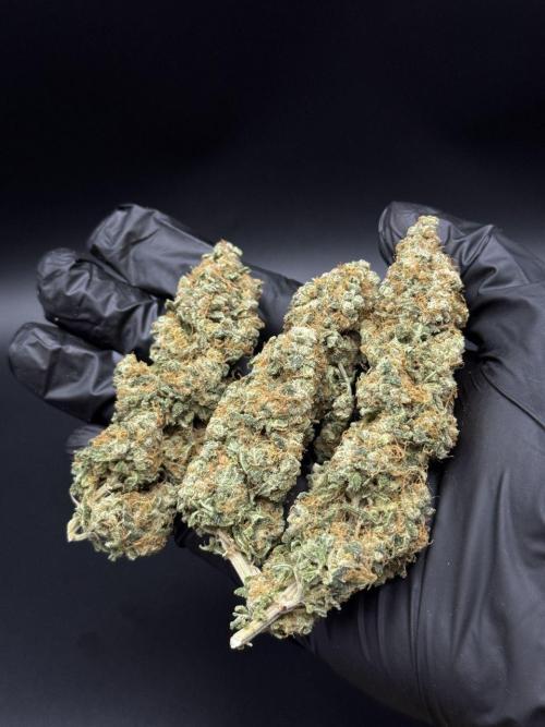 CONGO. Week 9