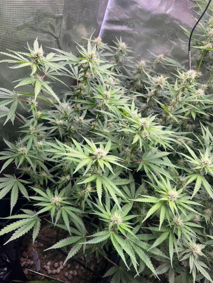 Mimosa x Orange Punch. Week 4