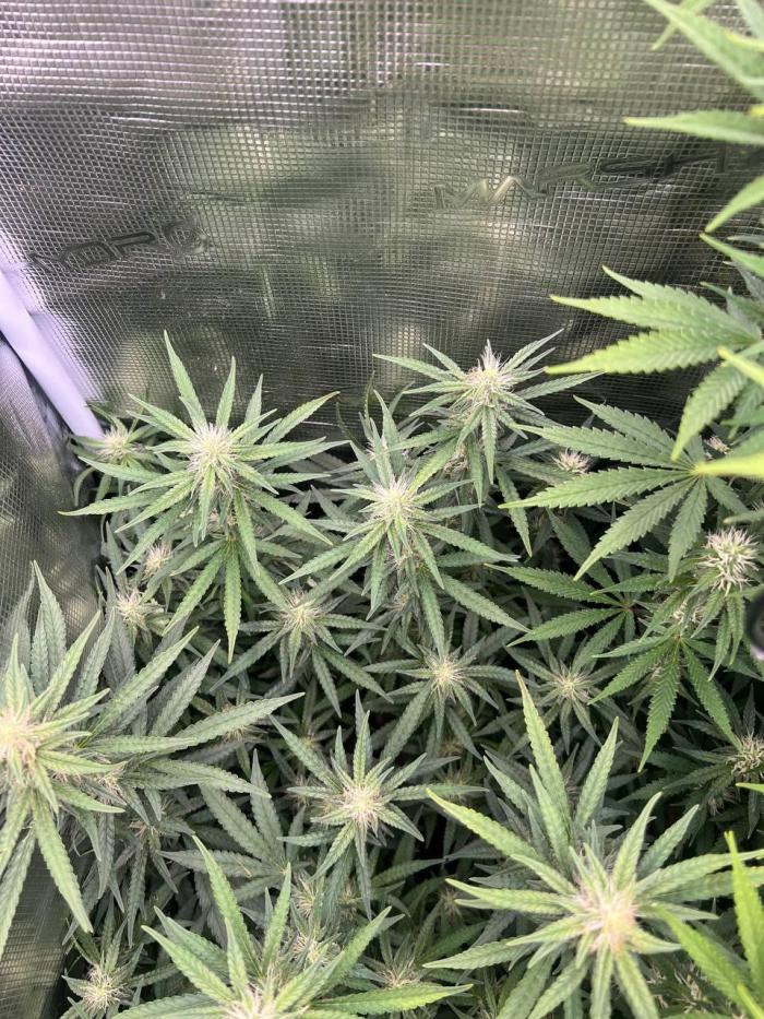 Apple Fritter. Week 4