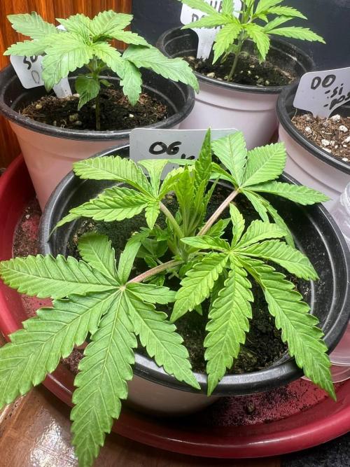 OG Kush. Week 3