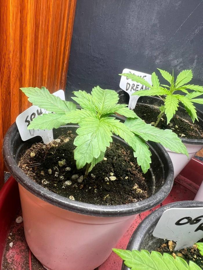 Sour Diesel. Week 3