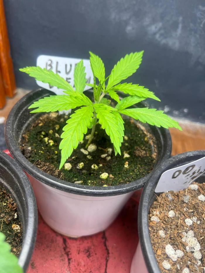 Blue Dream. Week 2