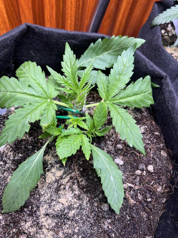 TROPICANA COOKIES. Week 2 - Week 2