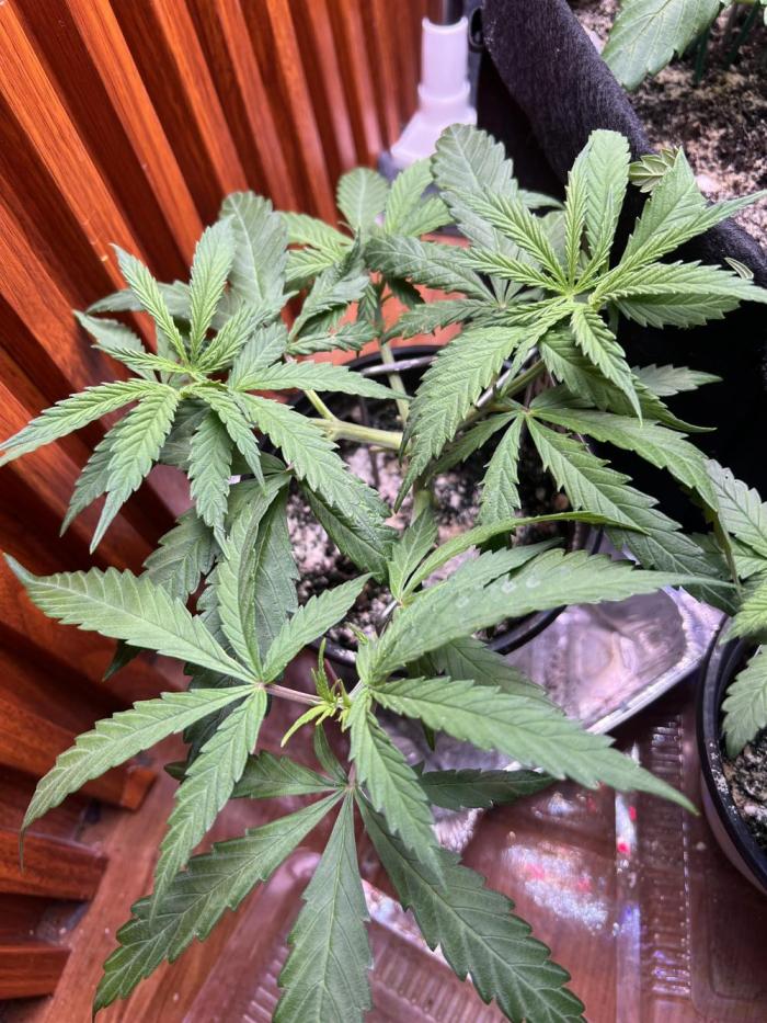 Blue Dream. Week 4