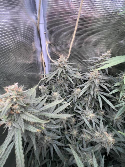 Apple Fritter. Week 6