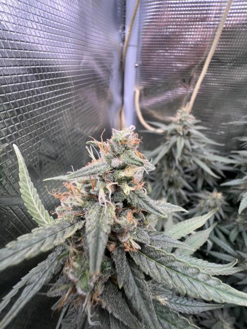 Apple Fritter. Week 6