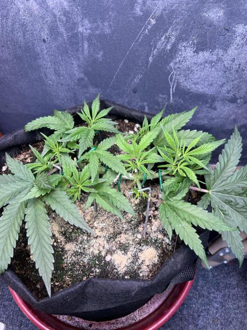 OG KUSH. Week 5