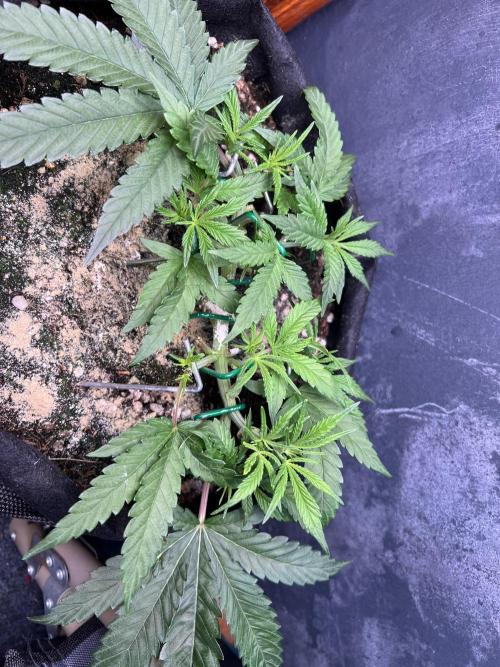 OG Kush. Week 5