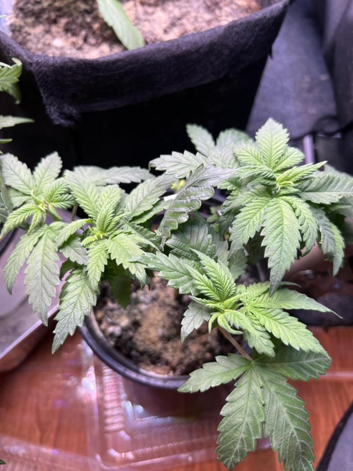 Sour Diesel. Week 4