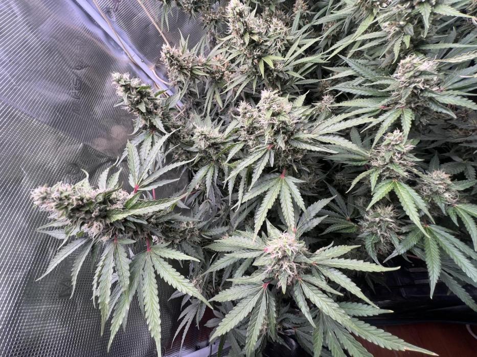 Mimosa x Orange Punch. Week 6
