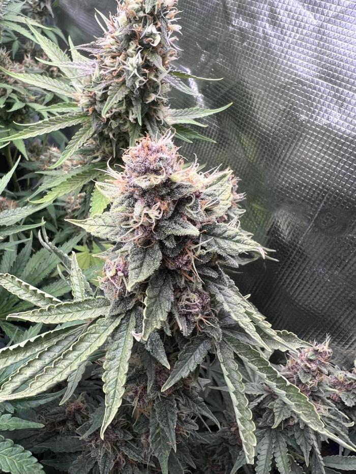 Cinderella Purple. Week 7