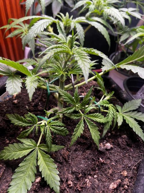 TROPICANA COOKIES. Week 3