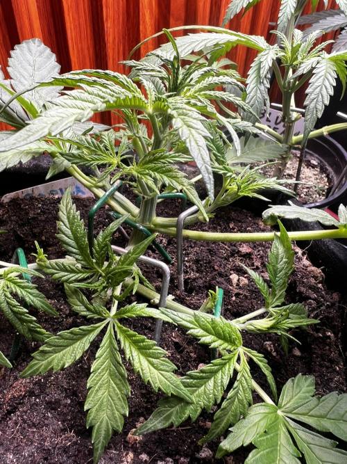 TROPICANA COOKIES. Week 3
