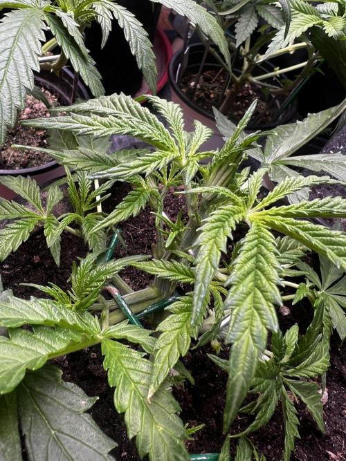 TROPICANA COOKIES. Week 3