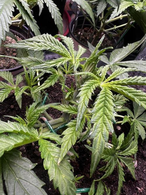 TROPICANA COOKIES. Week 3