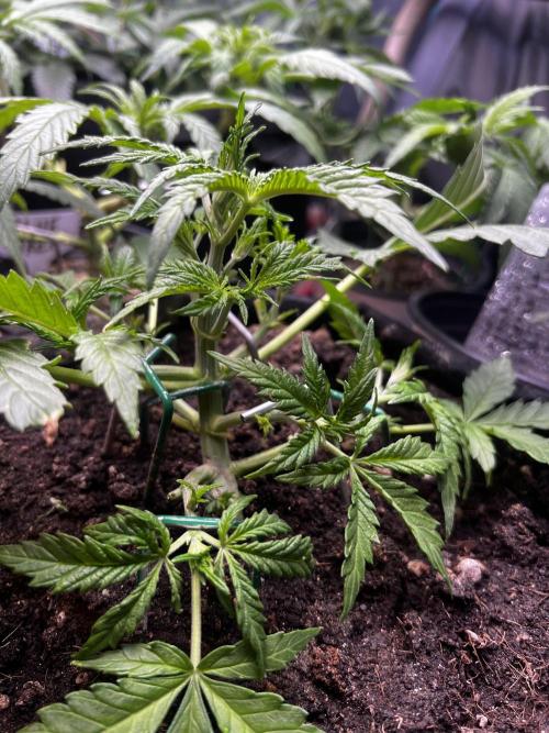 TROPICANA COOKIES. Week 3