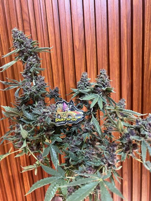 Cinderella Purple. Week 9