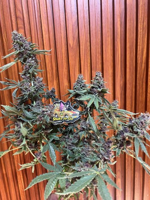 Cinderella Purple. Week 9