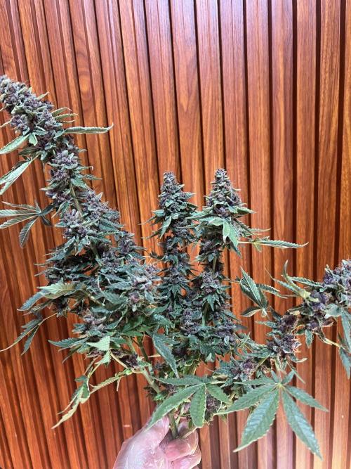 Cinderella Purple. Week 9