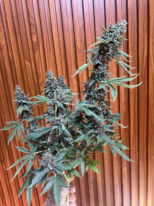 Cinderella Purple. Week 9