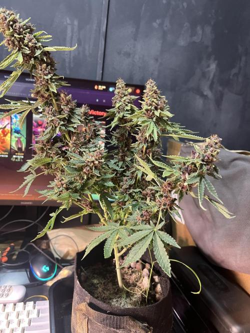 Cinderella Purple. Week 9