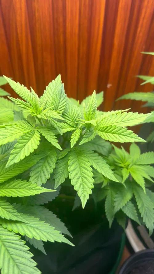Sour Diesel