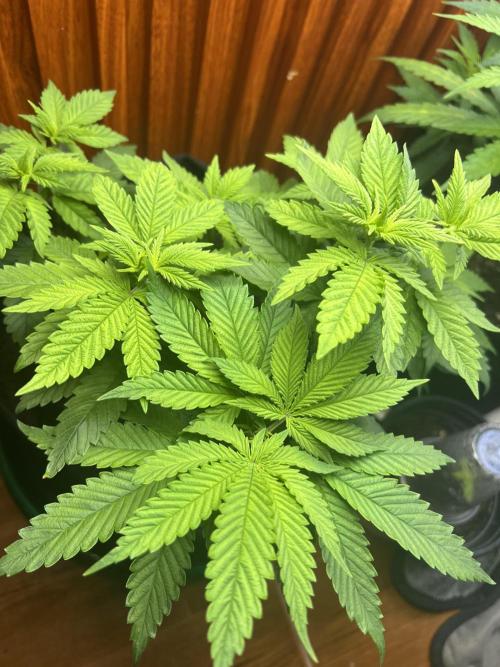 Sour Diesel. Week 6