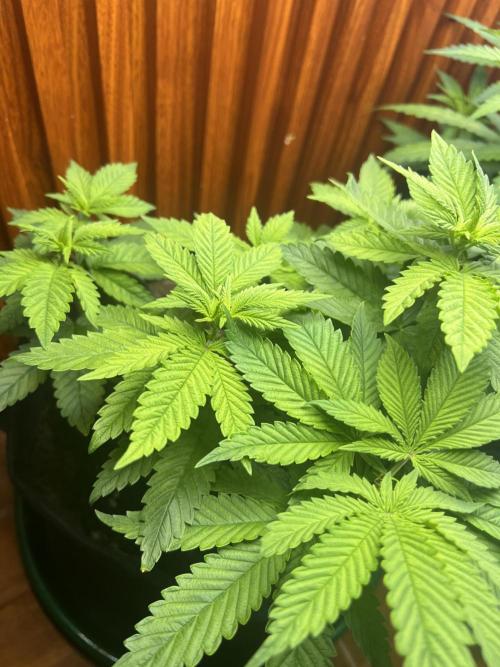 Sour Diesel. Week 6