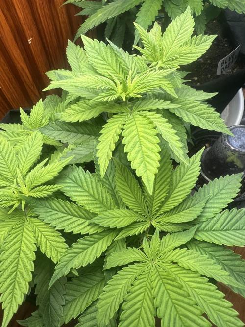 Sour Diesel. Week 6