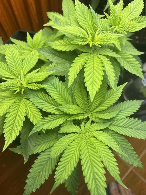 Sour Diesel. Week 6