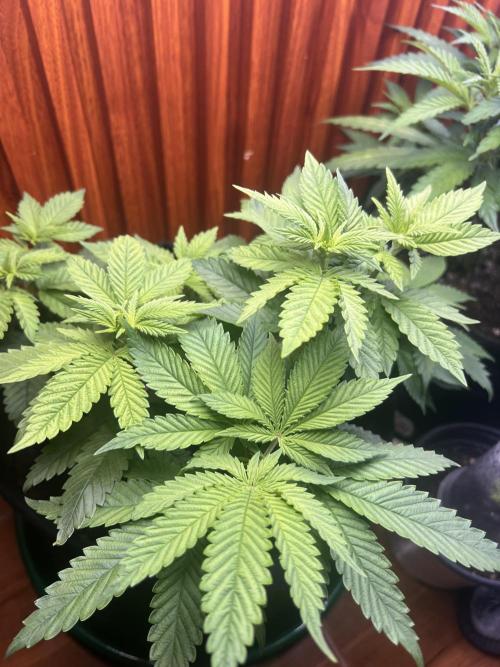 Sour Diesel. Week 6