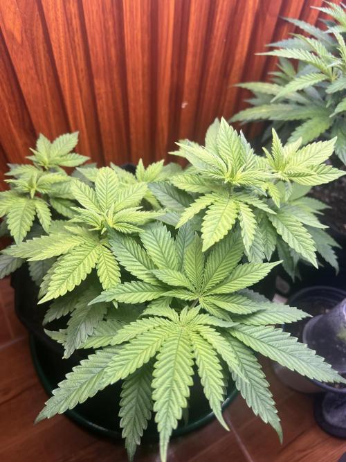 Sour Diesel. Week 6
