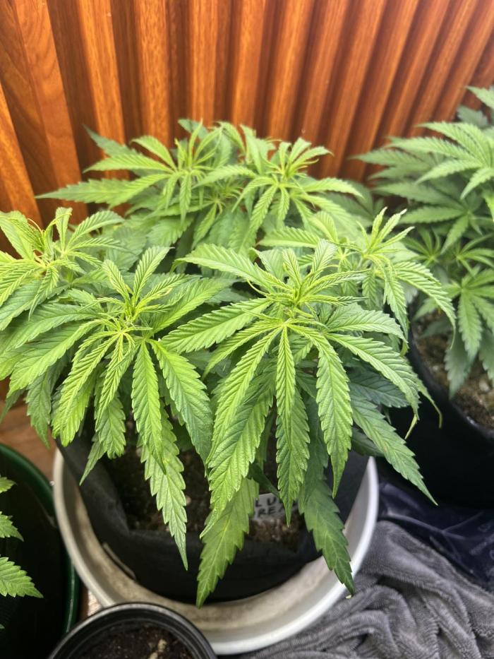 Blue Dream. Week 6