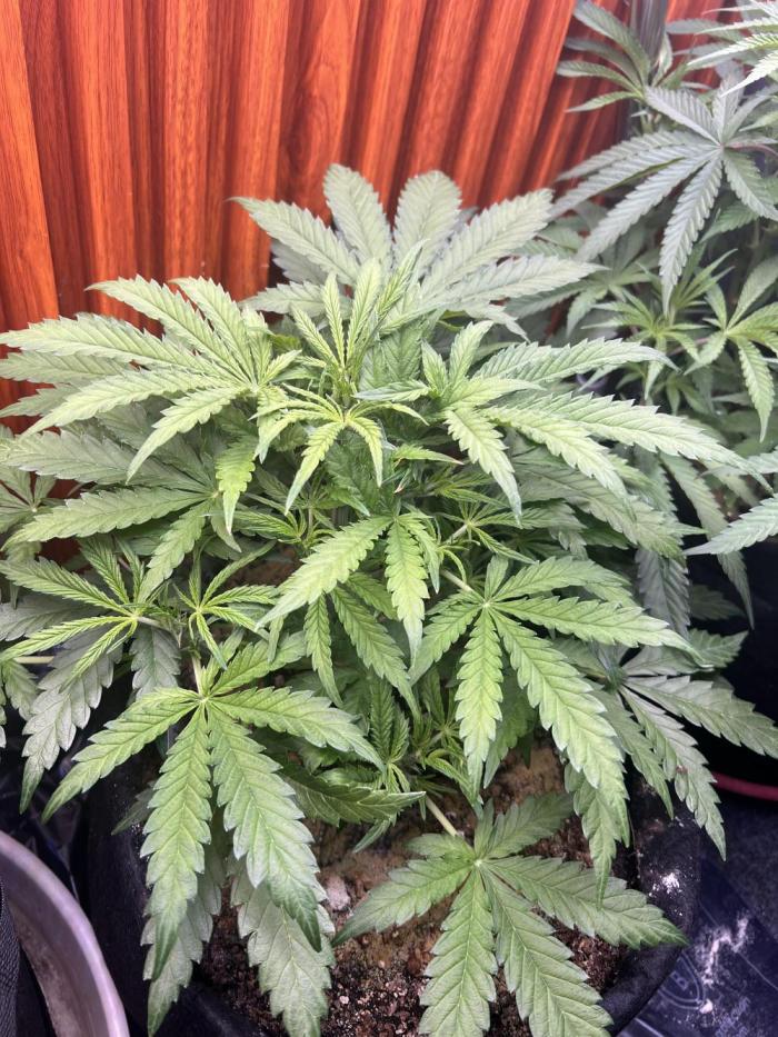 TROPICANA COOKIES. Week 5