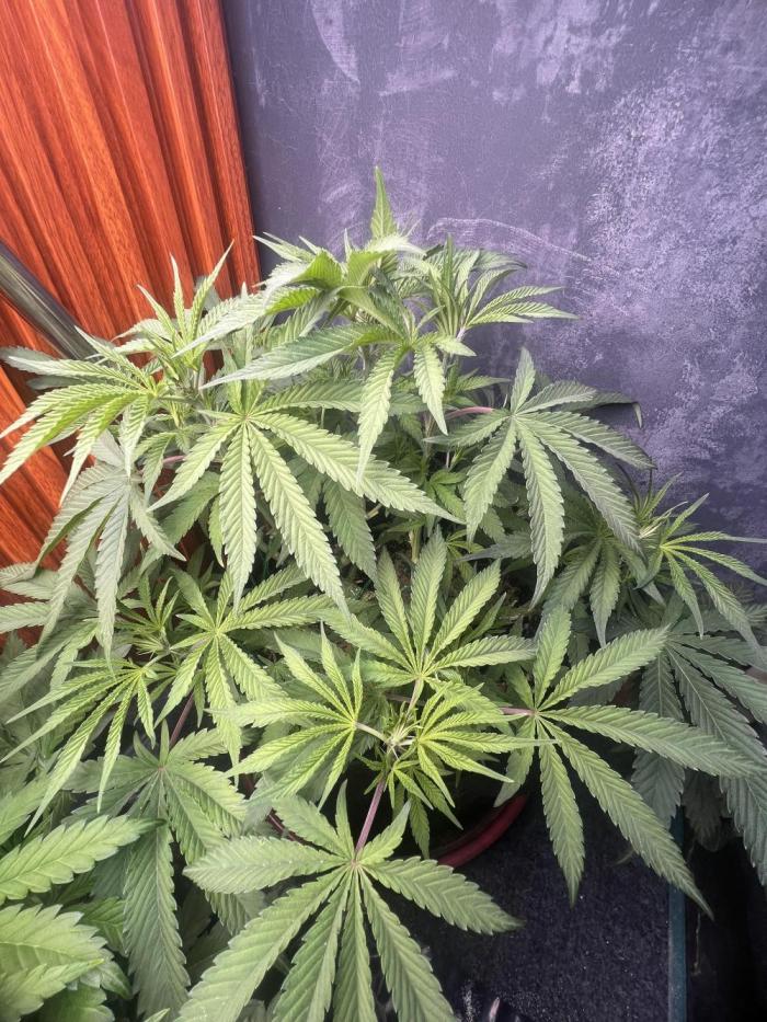 OG KUSH. Week 7