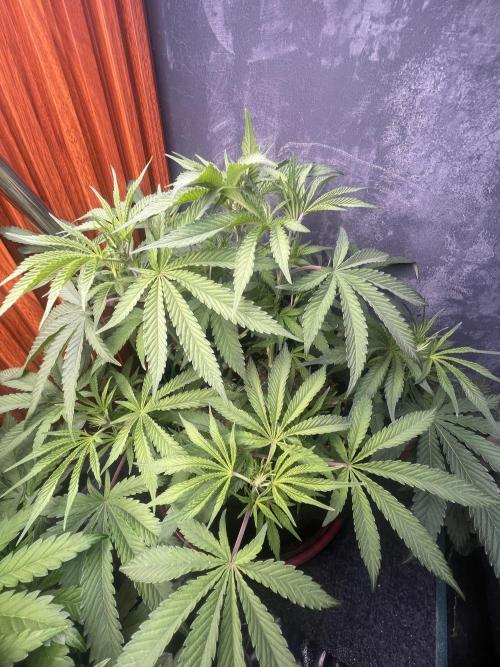 OG Kush. Week 7