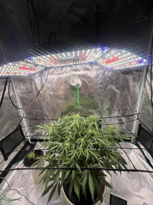 TROPICANA COOKIES. Week 7